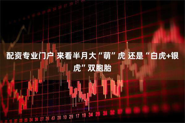 配资专业门户 来看半月大“萌”虎 还是“白虎+银虎”双胞胎